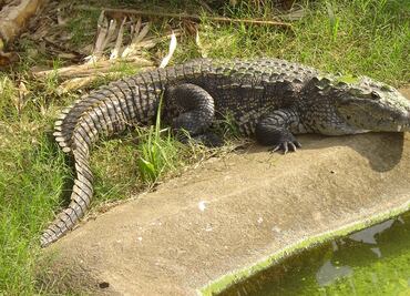 Pieles de cocodrilo para cuidar su hábitat