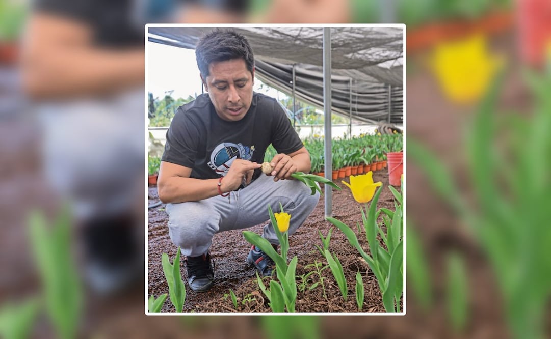 El tulipán es la flor más cotizada en estas fechas. (13/02/2025) Foto: Gabriel Pano | El Universal
