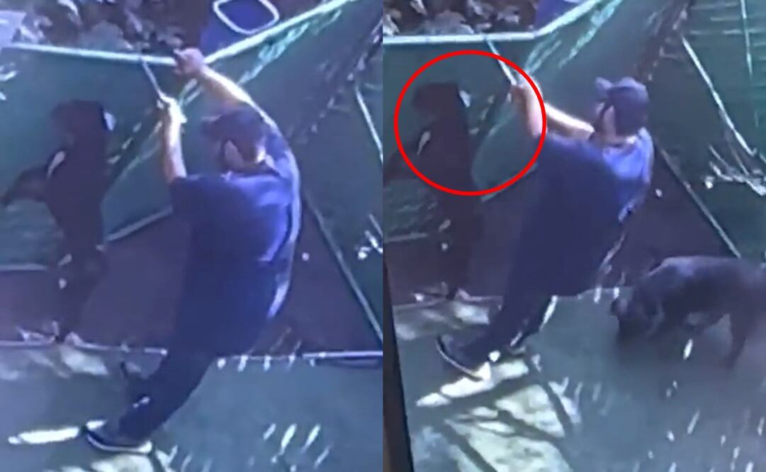 El maltrato animal es un delito sancionado por la ley en la CDMX. Foto: Instagram