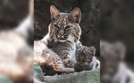 ¡Chapultepec tiene nuevo habitante!; nace la primera cría de lince rojo en el centro de conservación