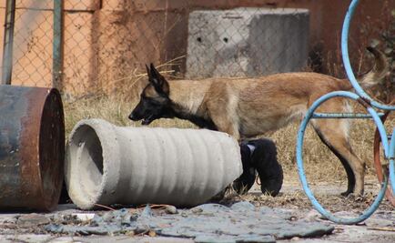 Evalúan a perros rescatistas en parque de Iztapalapa