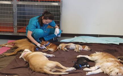 En 24 horas, adoptan a más de 40 perros para evitar que sean sacrificados