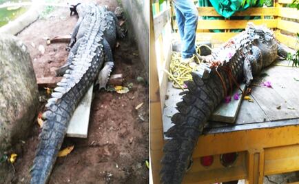 Rescatan a lagarto real en Chiapas; pretendían matarlo