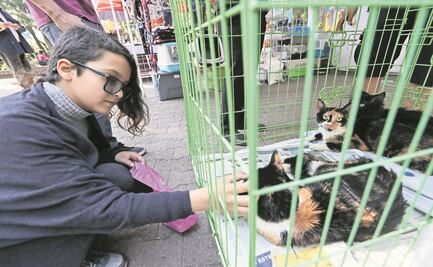 Propone Morena incrementar de 2 a 6 años de cárcel a quienes maltraten perros y gatos