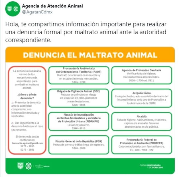 ¿Dónde denunciar casos de maltrato animal?