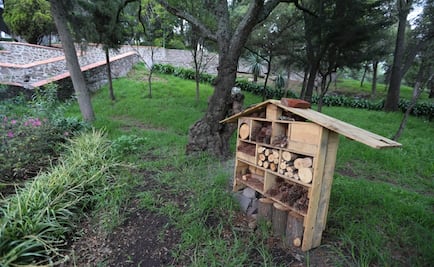 Crean los hoteles para bichos; iniciativa para preservar a los insectos en ciudades