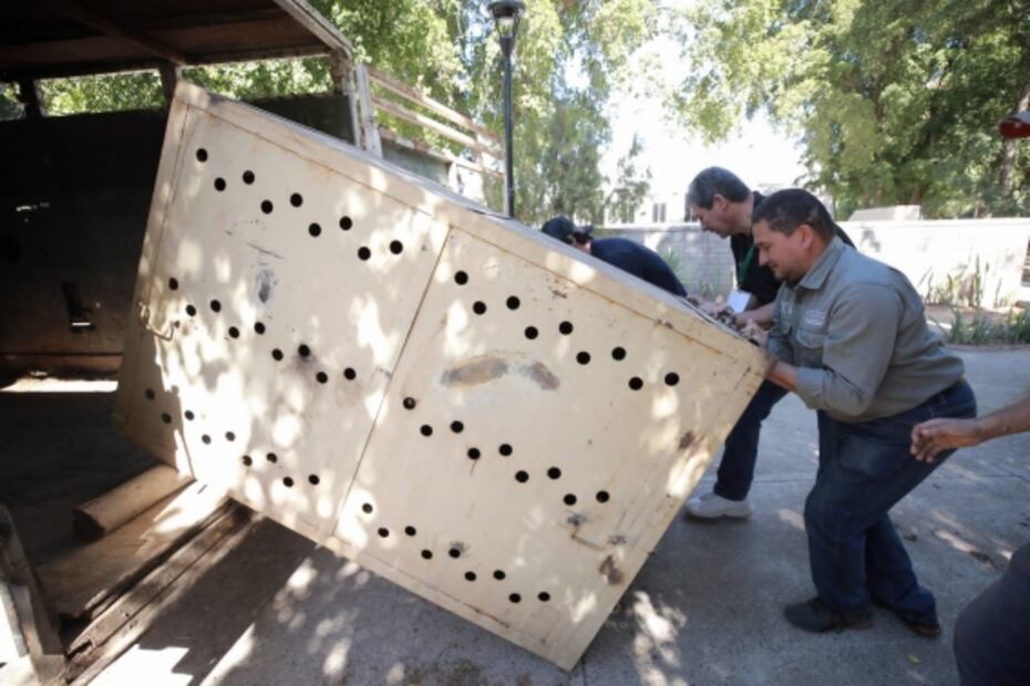 Trasladan 89 animales del zoológico de Guasave al de Culiacán