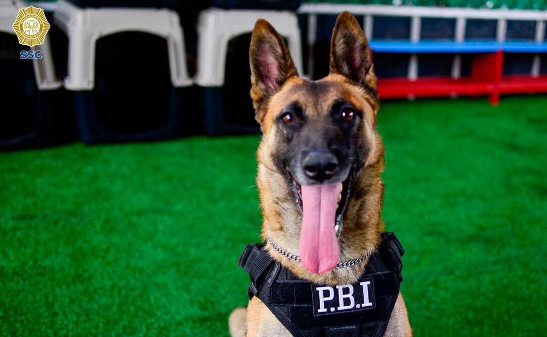 La Secretaría de Seguridad Ciudadana agradece a "Ginger" por su cariño, compromiso y profesionalismo. Foto: Especial