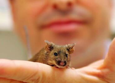 Científicos crean ratones inteligentes