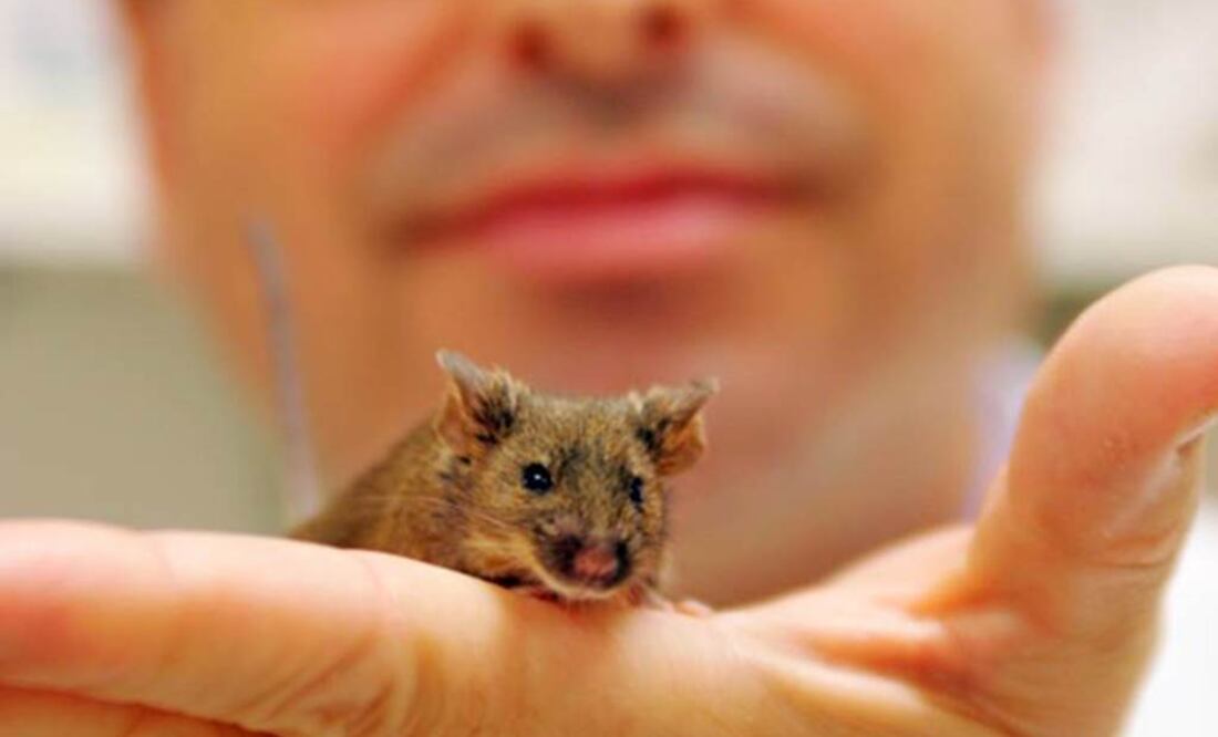 Alteración de un gen hizo que fueran más inteligentes y menos temerosos. Foto: Archivo