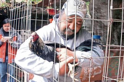 El 'gallero' que gana hasta 50 mil pesos por pelea