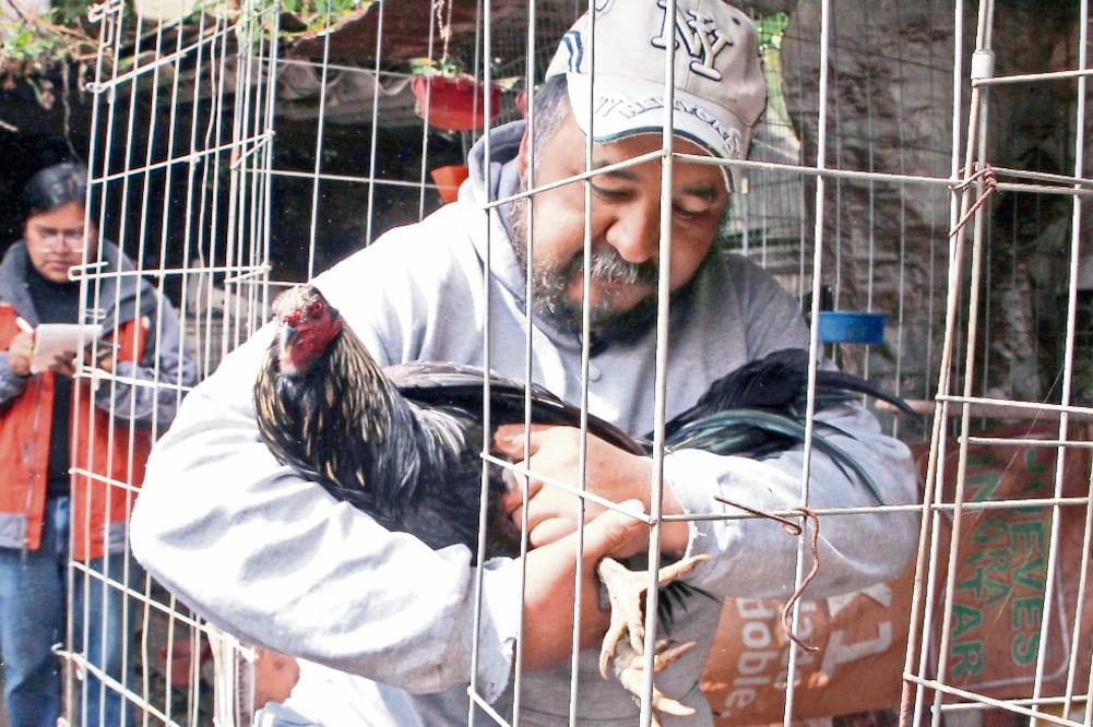Eustaquio Martínez pone música de Los Cadetes de Linares cuando alimenta a sus gallos de pelea en el pueblo de San Bernabé Ocotepec, en la CDMX (IRVIN OLIVARES. EL UNIVERSAL)