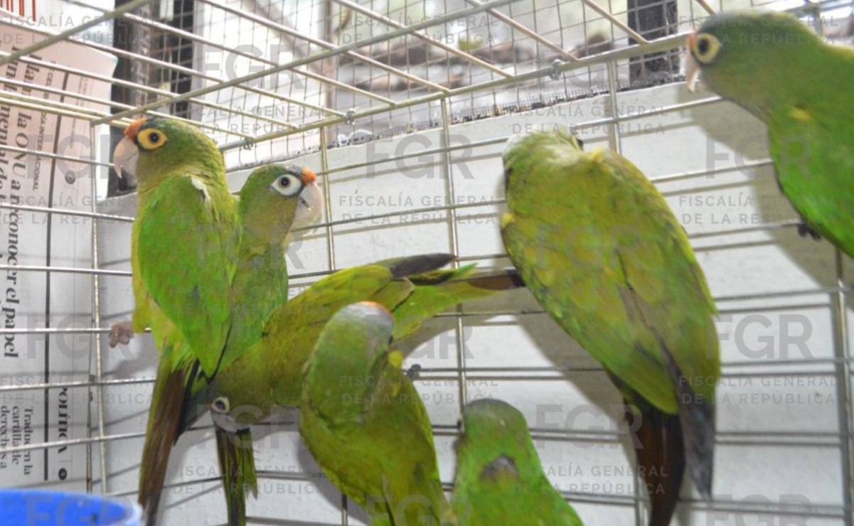 ? Capturan a pareja con 107 aves en Morelos, pero enfrentarán proceso en libertad; deberán acudir periódicamente ante autoridades por delitos ambientales