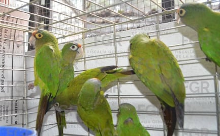 Dan libertad condicional a pareja detenida con 107 aves en jaulas en Morelos; son vinculados por delitos contra la biodiversidad