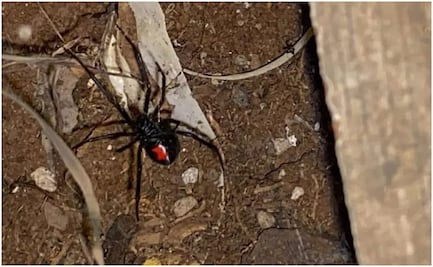 Alertan por presencia de arañas "Viuda Negra" en municipios de Yucatán; es una especie muy venenosa