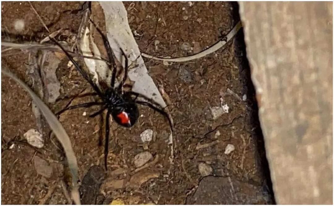 Autoridades alertan por presencia de arañas "Viuda Negra" en varios municipios de Yucatán (14/11/2024). Foto: Especial