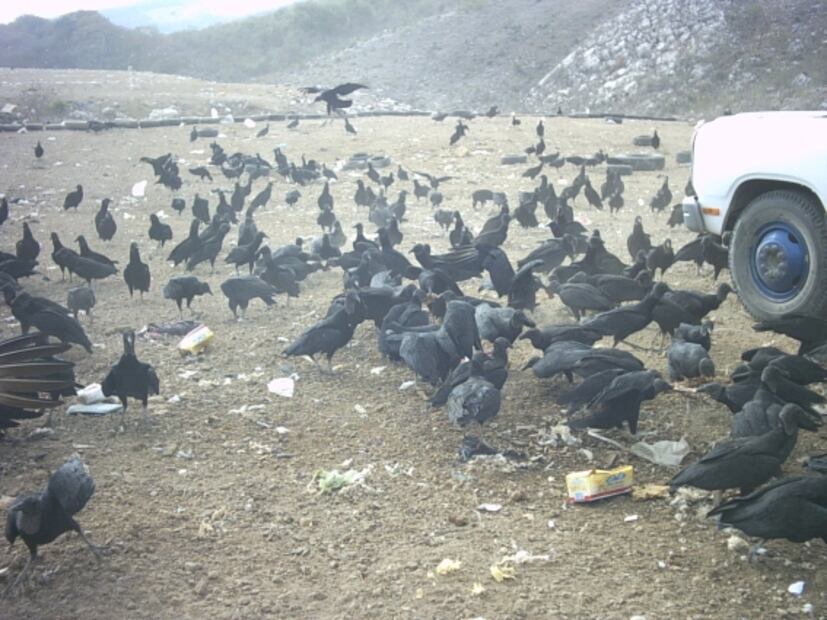 Zopilotes para desviar la atención