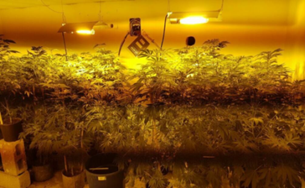 En Sonora desmantelan dos invernaderos de marihuana en tráilers