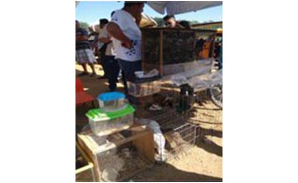 Aseguran 18 ejemplares silvestres en tianguis de Oaxaca