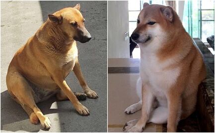 ¿El “Cheems” mexicano? Se viraliza foto de "lomito" que podría ser la nueva imagen de memes