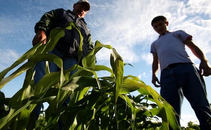 Mexican government creates Food Security Agency
