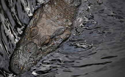 Turista avisó de presencia de caimán antes de muerte de niño