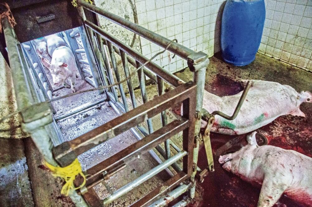 En visitas a rastros de varios estados se hallaron condiciones de insalubridad y prácticas sanguinarias en el sacrificio de animales (CORTESÍA IGUALDAD ANIMAL)