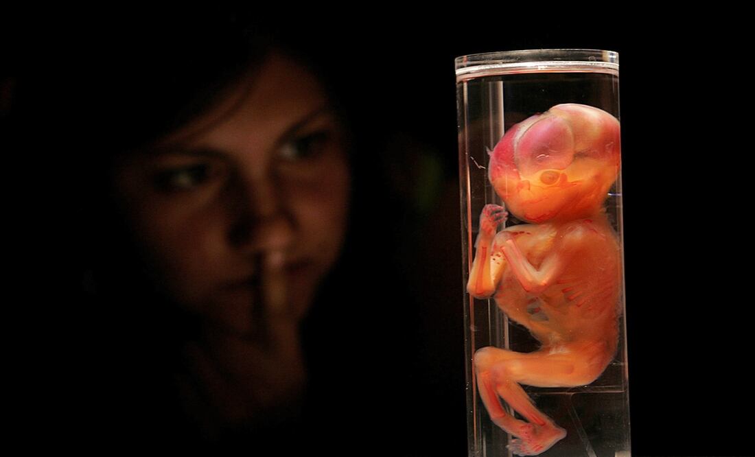 Una mujer observa un feto de 14 semanas que formó parte de la exposición "Bodies The Exhibition". Foto: EFE/Ian Salas, archivo