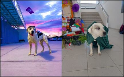 Matan de un balazo a “Ingeniero”, perrito adoptado por estudiantes de la Universidad de Tehuacán