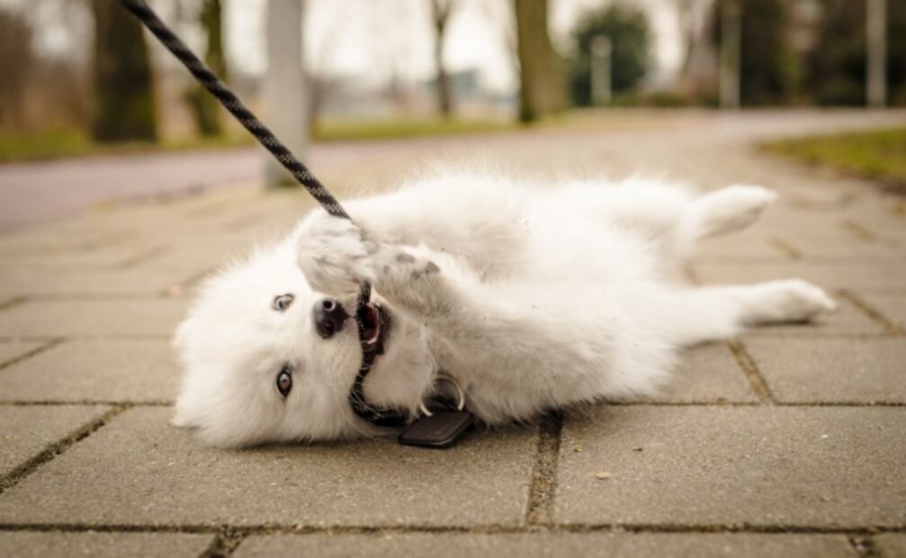 Hoteles pet friendly en México para viajar con tu mascota