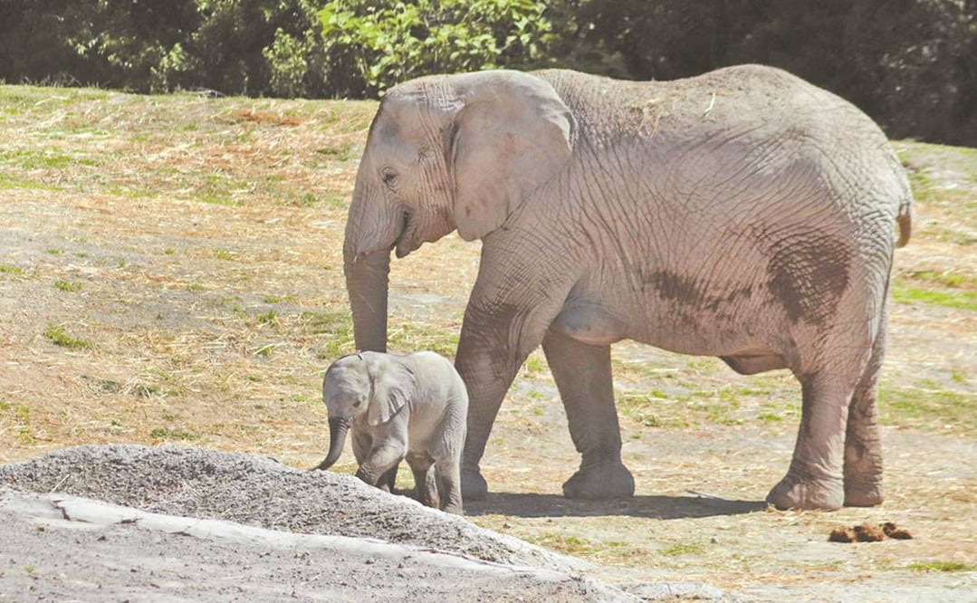 Imagen ilustrativa. Foto: Archivo/EL UNIVERSAL