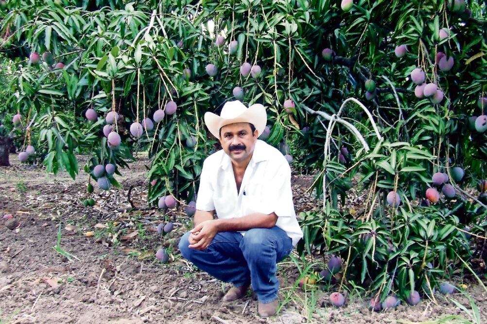 De acuerdo con registros de la Secretaría de Medio Ambiente de Nayarit, Hilario Ramírez Villanueva solicitó licencia para la instalación de su centro de acopio y empacadora de mango, financiada en gran parte con capital del gobierno federal. (ARCHIVO)