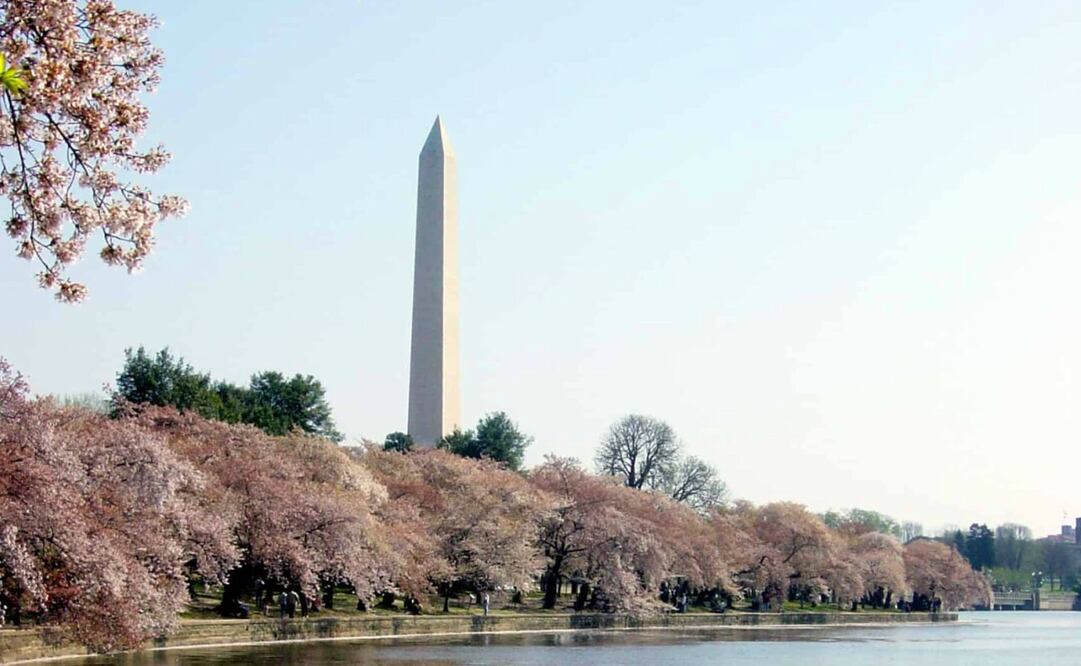 Los cerezos en flor se pueden ver en Washington D.C. desde 1912. Foto: Cortesía National Cherry Blossom Festival