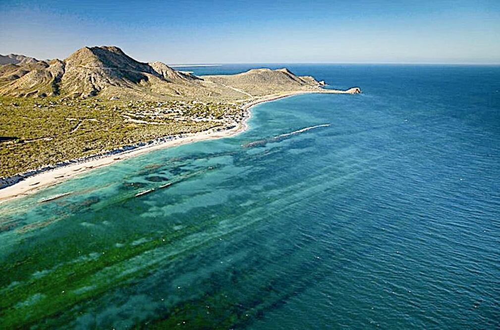 En la imagen, el arrecife de coral más grande, mejor conservado y más importante del golfo de California (ARCHIVO EL UNIVERSAL)