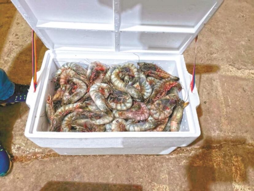 Pesca ilegal puede crecer por recortes de la 4T