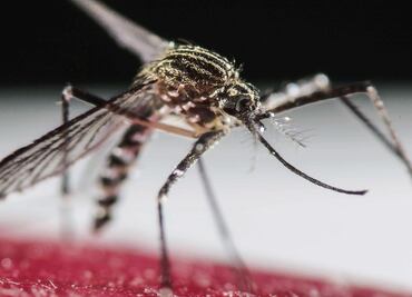 ¿Qué es el dengue? Síntomas y cómo se contagia este virus