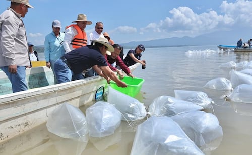 Liberan 80 mil crías de pez blanco en el lago de Pátzcuaro; suman 400 mil