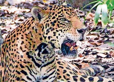 Profepa denuncia a sujeto por matar a jaguar