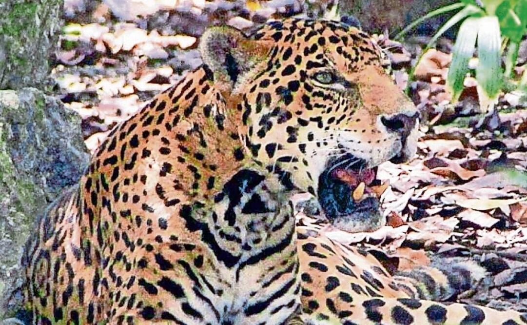 El jaguar está considerado por la Procuraduría Federal de Protección al Ambiente como especie en riesgo de extinción. Foto: Archivo | El Universal (15/01/2025)