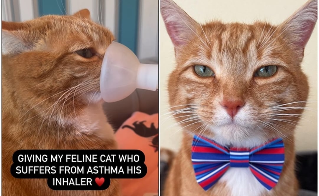 Mujer conmueve en la red al gastar una alta suma de dinero en curar el asma de su gato. Foto: Instagram @a_ginger_cat_named_rascal