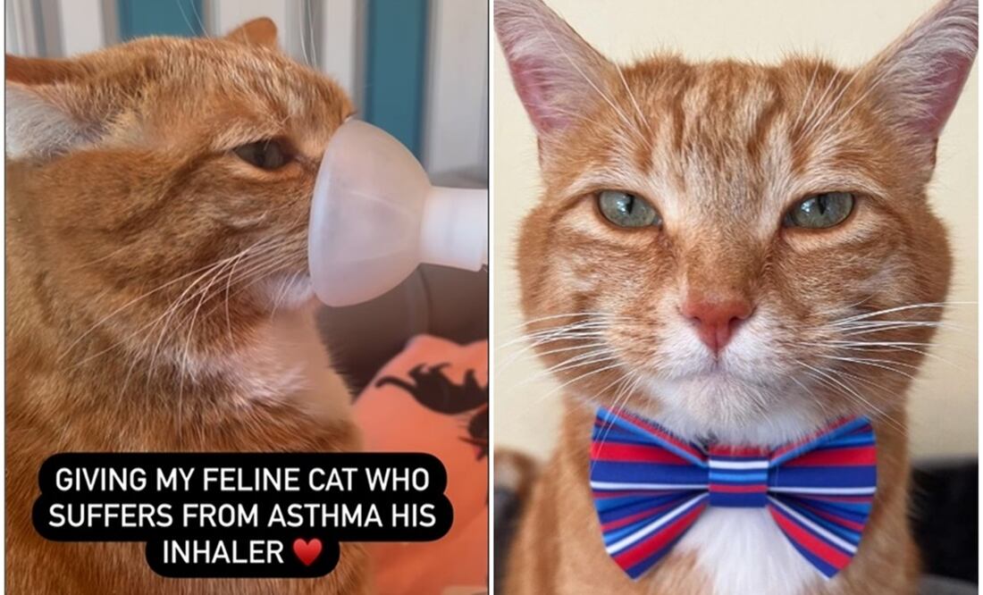 Mujer conmueve en la red al gastar una alta suma de dinero en curar el asma de su gato. Foto: Instagram @a_ginger_cat_named_rascal