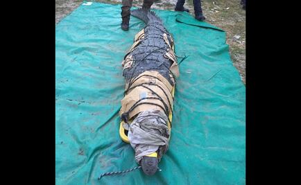 Capturan a cocodrilo que mató a un pescador en Chiapas