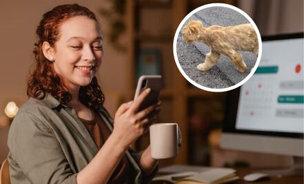 Gatito “en mal estado” alarma a vecinos; dueña aclara lo que sucedió