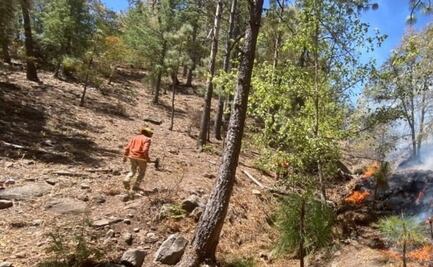 Se mantienen activos 4 incendios forestales en sierra de Sonora; brigadistas combaten las llamas