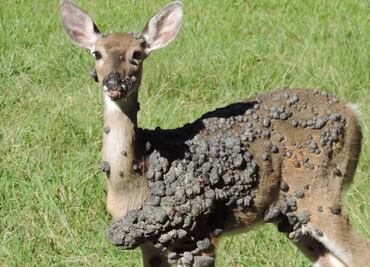 Primero conejos, ahora aparecen ciervos con cientos de bultos en la piel en EU; aseguran no es peligroso ni contagioso