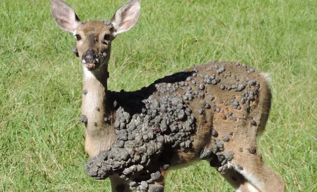 Estados Unidos: tras los conejos, ahora aparecieron ciervos con bultos en la piel  (31/08/2025). Foto: La Nación