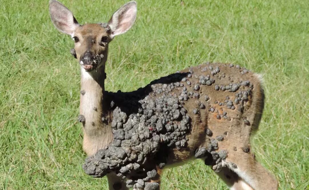 Estados Unidos: tras los conejos, ahora aparecieron ciervos con bultos en la piel (31/08/2025). Foto: La Nación