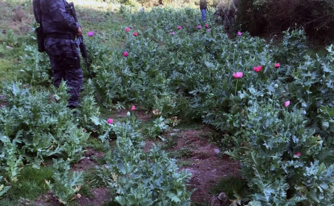 Destruyen federales plantío de amapola en Cuernavaca