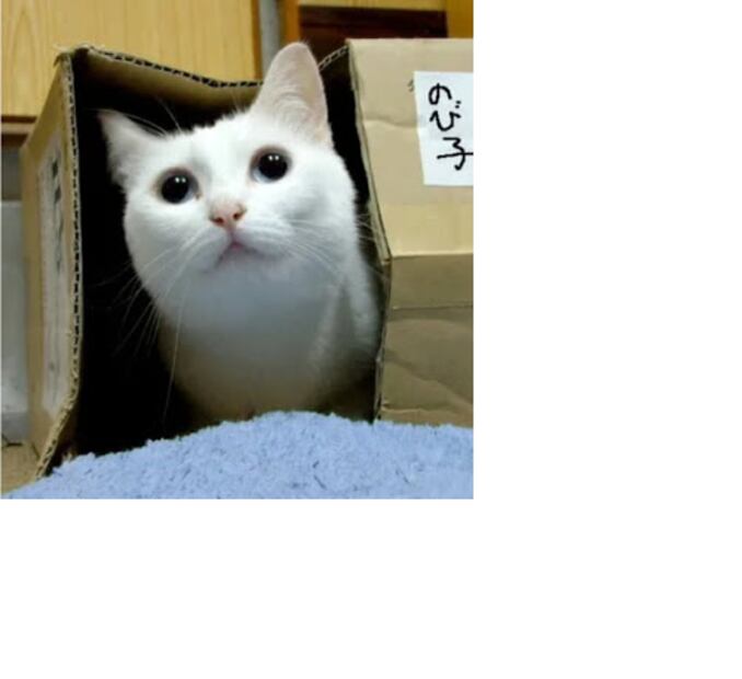 Adiós gatito. Murió Nobiko el “gato largo” que se hizo famoso en internet 