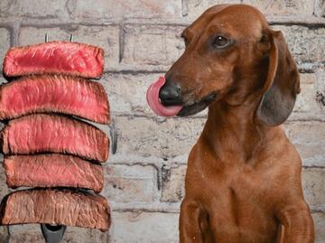 ¿Qué carnes pueden comer los perros?; descubre cuál es la ideal para la dieta de tu mascota